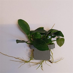 Anubias barteri Petite 101H CLP